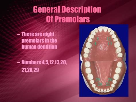 Maxillary Premolars