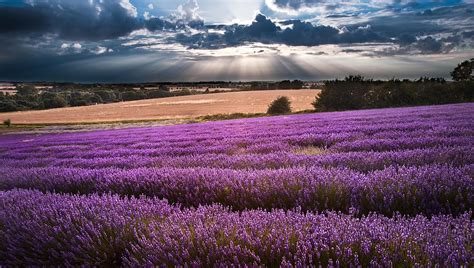 Beautiful Lavender Field Landscape With Dramatic Sky Photograph by Matthew Gibson