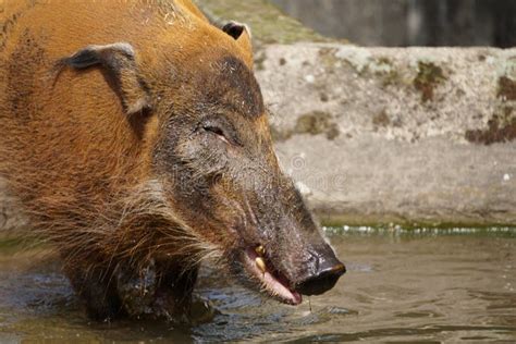 Water hog stock photo. Image of animal, large, argentinia - 20293652