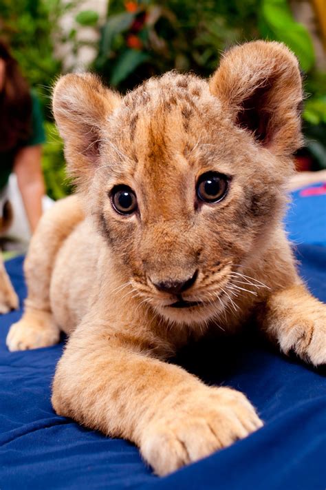 Lion Cubs at Busch Gardens - Animal Fact Guide