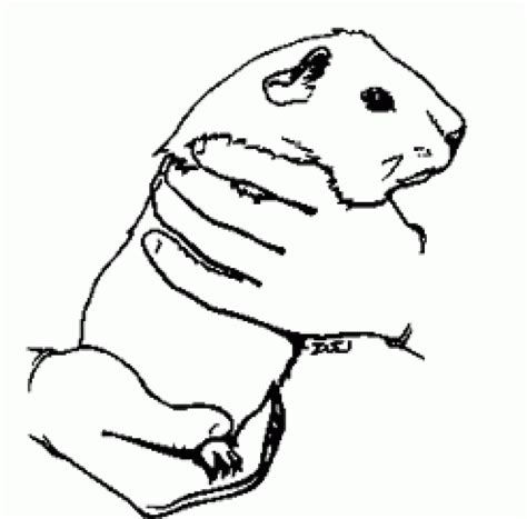 20+ Printable Guinea Pig Coloring Pages Images