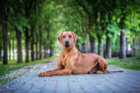 Rhodesian Ridgeback Breed Information Guide | BARK Post