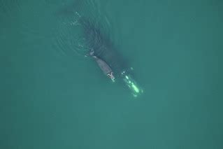 Mother swims beneath calf | Right whale Catalog #4094 swims … | Flickr