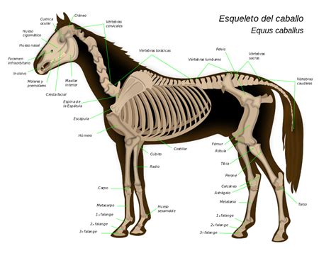 Un caballo tiene 205 huesos.25 Su columna vertebral está compuesta por ...