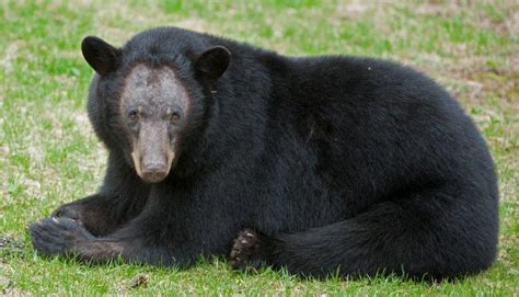 Questions, Gulls, Bears, - UPDATE May 6, 2015 - The Wildlife Research Institute