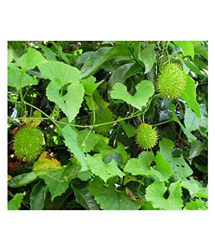 Greenwill Kakoda ,Kantola, Momordica dioica Seed (20 per packet) : Amazon.in: Garden & Outdoors