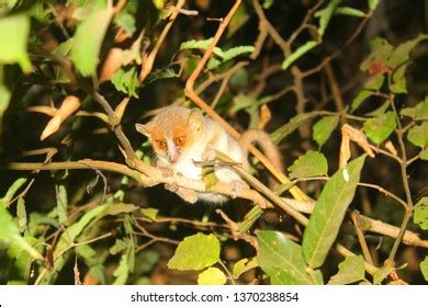 Golden Brown Mouse Lemur Microcebus Ravelobensis Stock Photo 1370238854 | Shutterstock
