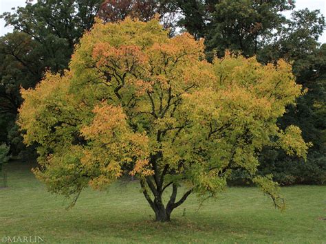 Durand Dwarf Amur Maple - North American Insects & Spiders