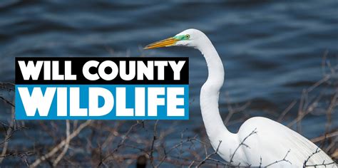 Will County Wildlife