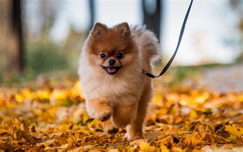 Pomeranian Puppies Wallpapers - Wallpaper Cave