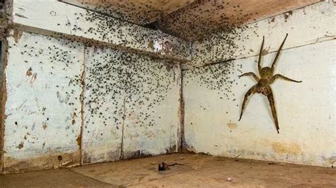 Man finds huge venomous spider breeding under his bed after following babies in room - World ...