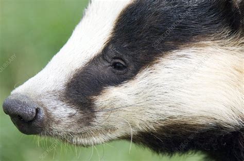 European badger - Stock Image - C001/0517 - Science Photo Library