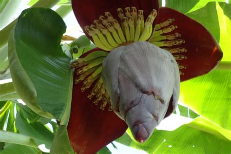 Banana Tree Flower » Much More Than a Pretty Bloom