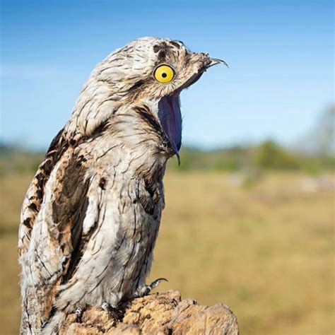 Potoo: The Funniest Looking Bird Ever