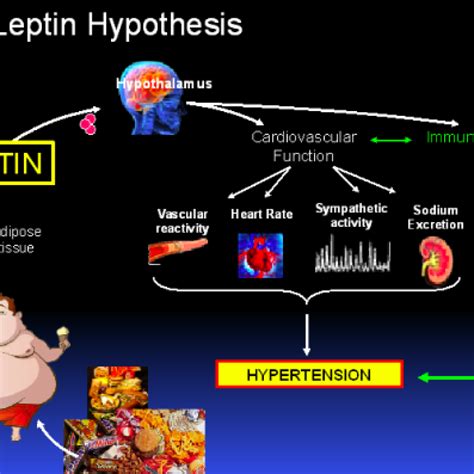 Satiety Hormone Leptin Found To Play A Direct Role In... | Leptin ...