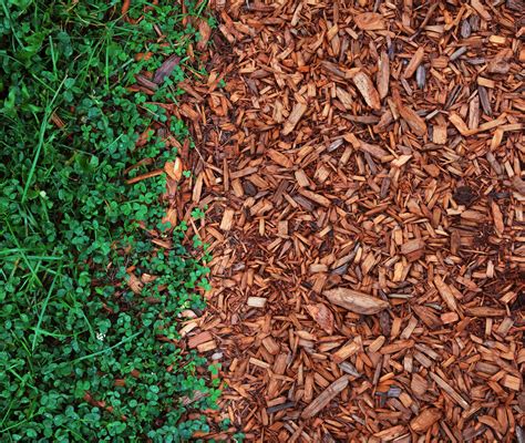 Natural vs. Colored Mulch: Which Do People Prefer?