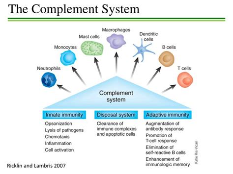 PPT - The Complement System PowerPoint Presentation, free download - ID ...