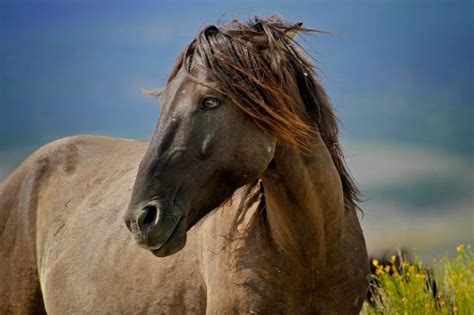 Dun horse. | Mustang horse, Horses, Dun horse