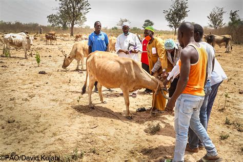 First CATTLE IDENTIFICATION AND TRACEABILITY SYSTEMS (GCIT… | Flickr