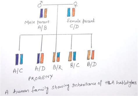 The expression of MHC genes and diversity between different MHC classes - Discover Biotech