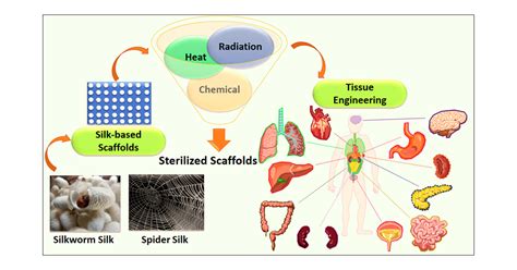 Silk-Based Composite Scaffolds For Tissue Engineering, 56% OFF