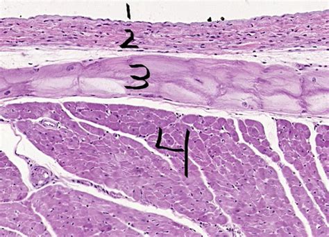 Histology Cardiac muscle fibers (A&P2) Flashcards | Quizlet