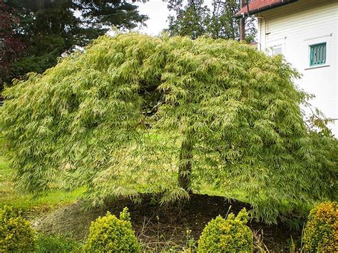 Green Weeping Viridis Laceleaf Japanese Maple Tree