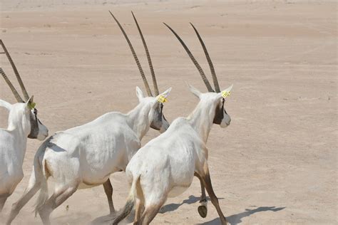 National Animal Of UAE | Arabian Oryx is The National Animal