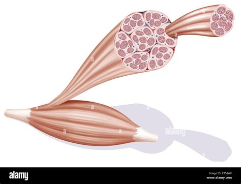 Skeletal Muscle Diagram Unlabeled