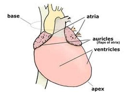 Apex of the heart - Location, Appearance, Function and Pictures - Bodterms