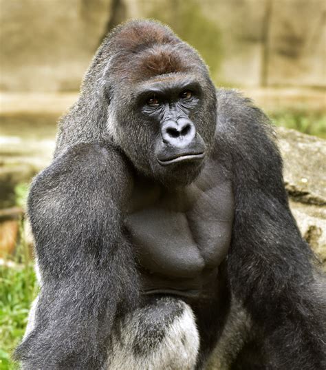 Cops investigate killing of gorilla to rescue little boy at Cincinnati ...