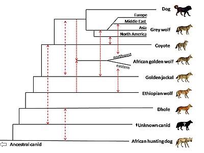 Evolution of the wolf - Wikipedia