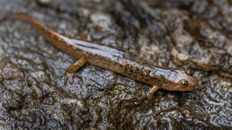 New Salamander Species Discovered In Tennessee | iHeart