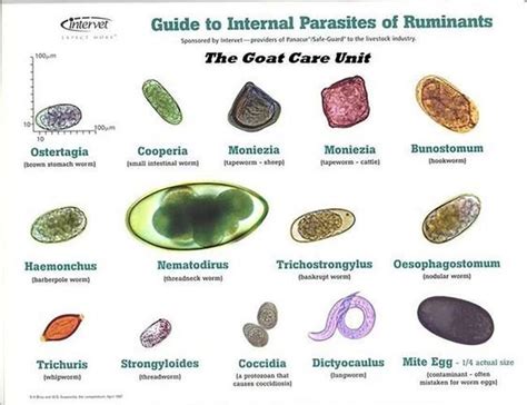 PARASITES & FECAL TESTING