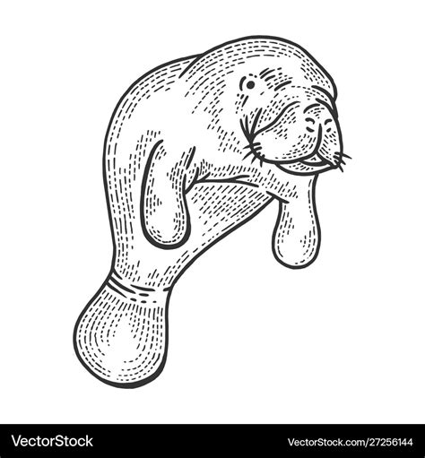 Manatee animal sketch engraving Royalty Free Vector Image