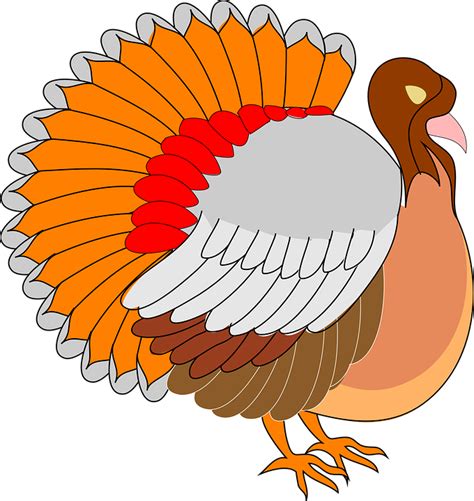 Free vector graphic: View, Thanksgiving, Turkey, Bird - Free Image on Pixabay - 48562