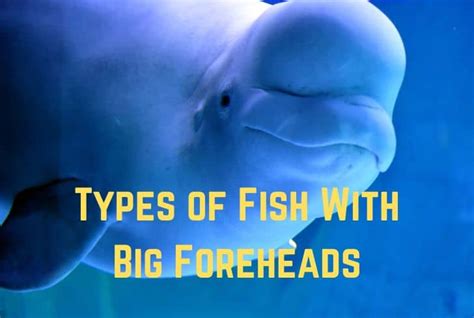 15 Types of Fish With Big Foreheads (With Pictures) | Earth Eclipse