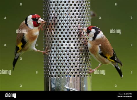 Goldfinch, Carduelis carduelis feeding on niger bird seed feeder, UK ...