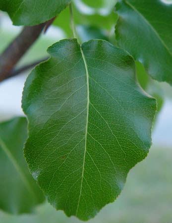 Bradford Pear - TreeInspection.com