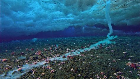 Frozen Planet's Brinicle: The Deadly Finger Of Ice That Kills All In ...