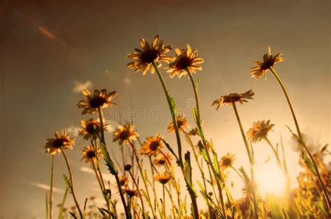 Daisies Field On Sunset Royalty Free Stock Photos - Image: 5364768