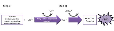 Microamaze: Bicinchoninic acid (BCA) assay for proteins