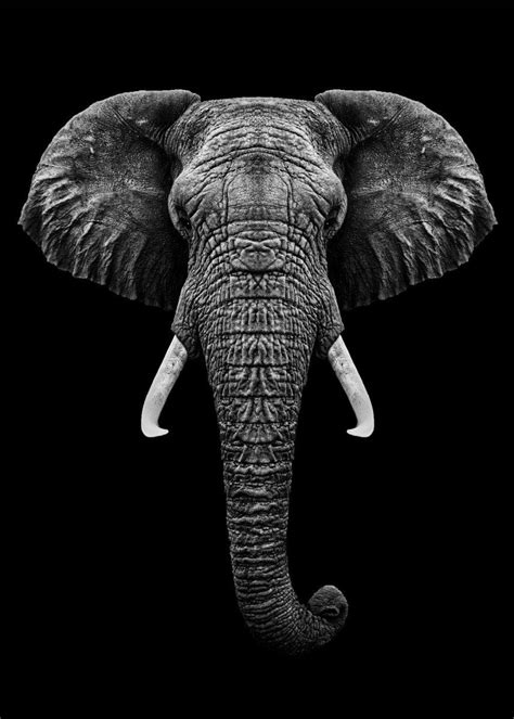 'Elephant head with horns' Poster by MK studio | Displate | Elephants ...