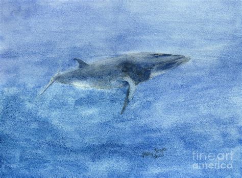 Dwarf Minke Whale Watercolor Painting Painting by Phillip Jones - Fine ...