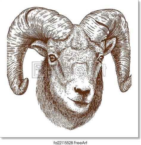 Ram Head Vector at Vectorified.com | Collection of Ram Head Vector free for personal use