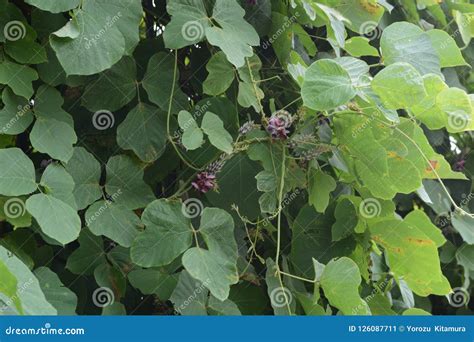 Kudzu vine flowers stock image. Image of garden, asia - 126087711