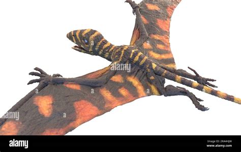 Peteinosaurus pterosaur, illustration Stock Photo - Alamy