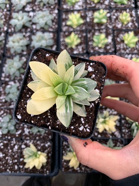 Haworthia Retusa Variegated - April Farm/Rare Succulents