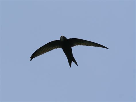 Saving Clane Swifts… | ClaneCommunity.ie