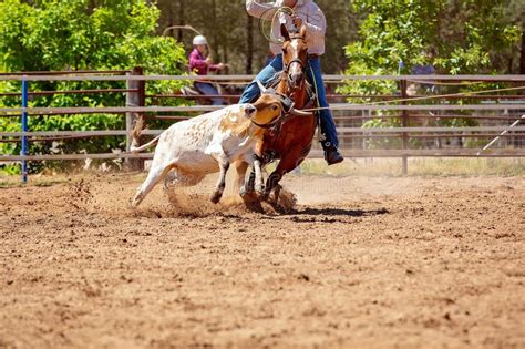 Calf Roping Competition at an Australian Rodeo Stock Photo - Image of ...